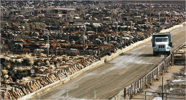 cow-feed-lot
